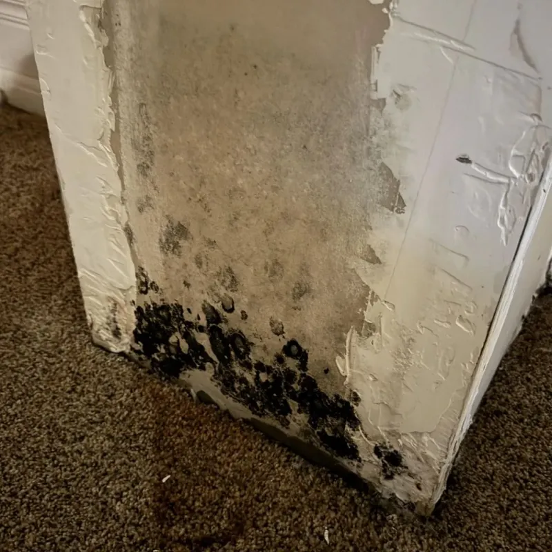 Professional Mold Removal in Van Alstyne, TX